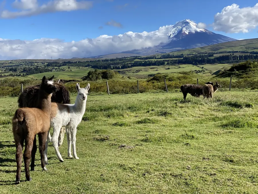 A still from Oskar's South America travel film: llamas grazing on green highland pasture below the snow-capped Cotopaxi volcano